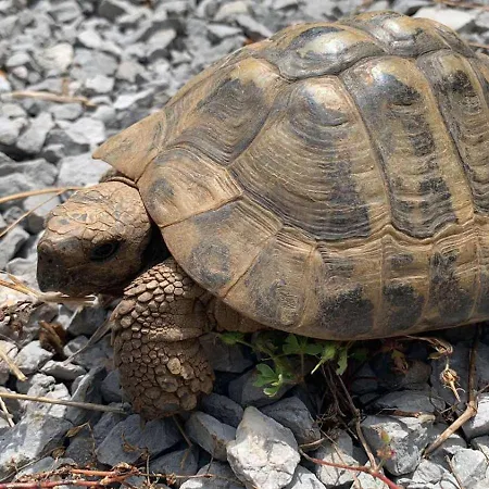 La Maison-blanche Viskovo