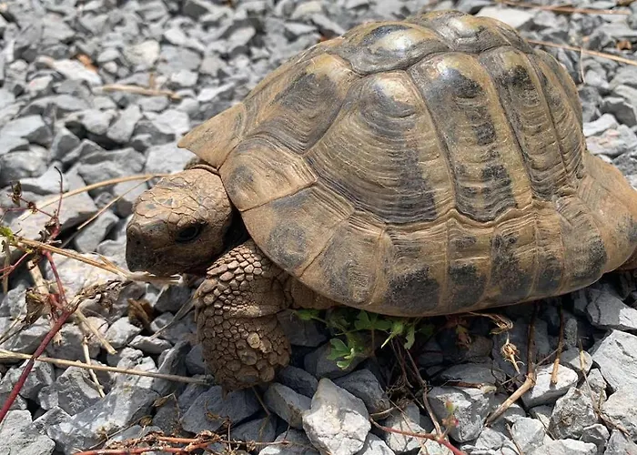 La Maison-blanche Viskovo